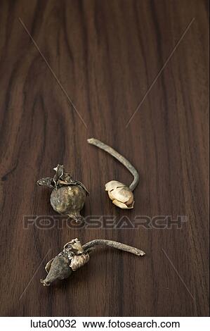 flower, flora, breastfeeding aid, flowers, dry, dried, indoor photo View Large Photo Image Stock Image - flower, flora, breastfeeding aid, flowers, dry, dried, indoor photo. Fotosearch
