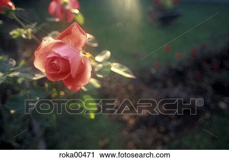 flower, flora, guards, love, rose tree, plant View Large Photo Image Stock Image - flower, flora, guards, love, rose tree, plant. Fotosearch