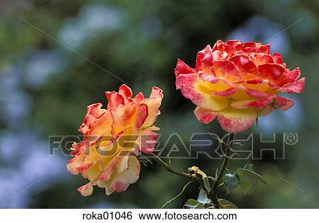 flower, flora, redly, red, ruddy, commie, rose tree View Large Photo Image Stock Photograph - flower, flora, redly, red, ruddy, commie, rose tree. Fotosearch