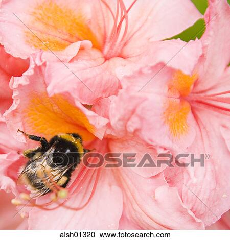flower nectar, bee, garden plant, bees, blooming, bloomer, blossoms View Large Photo Image Stock Image - flower nectar, bee, garden plant, bees, blooming, bloomer, blossoms. Fotosearch