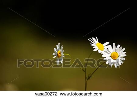flowers, bloom, blossom, efflorescence, prime, petals, flowering View Large Photo Image Stock Image - flowers, bloom, blossom, efflorescence, prime, petals, flowering. Fotosearch