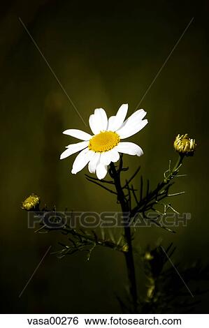 flowers, bloom, blossom, efflorescence, prime, petals, flowering View Large Photo Image Stock Photograph - flowers, bloom, blossom, efflorescence, prime, petals, flowering. Fotosearch