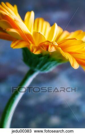 flowers, bloom, Flower, floral, blossom, petal, abloom View Large Photo Image Stock Image - flowers, bloom, Flower, floral, blossom, petal, abloom. Fotosearch