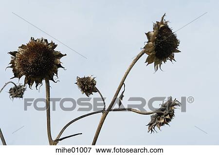 flowers, peduncle, plant peduncle, plant, plants, sun, sunflowers View Large Photo Image Stock Photo - flowers, peduncle, plant peduncle, plant, plants, sun, sunflowers. Fotosearch