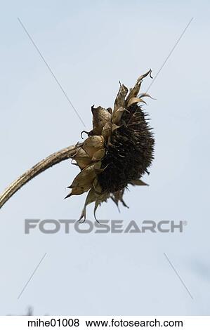 flowers, peduncle, plant peduncle, plant, plants, sun, sunflowers View Large Photo Image Stock Photo - flowers, peduncle, plant peduncle, plant, plants, sun, sunflowers. Fotosearch