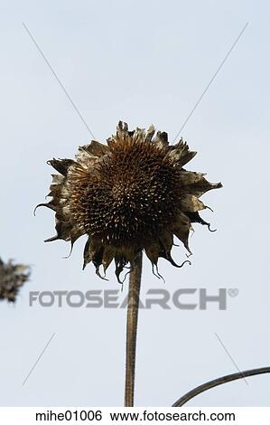 Stock Photograph - flowers, peduncle, plant peduncle, plant, plants, sun, sunflowers. Fotosearch