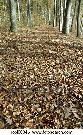 forest, leaf, leaves, blades, away, walk, path View Large Photo Image Stock Photography - forest, leaf, leaves, blades, away, walk, path. Fotosearch