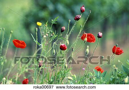 France, Burgundy, poppy field, poppy, redly, red, ruddy View Large Photo Image Stock Photo - France, Burgundy, poppy field, poppy, redly, red, ruddy. Fotosearch