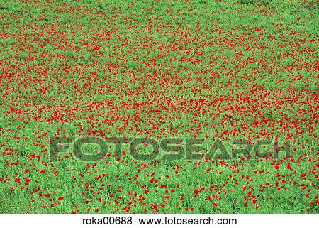 France, meadow, poppy, poppy meadow, redly, red, ruddy View Large Photo Image Stock Photo - France, meadow, poppy, poppy meadow, redly, red, ruddy. Fotosearch