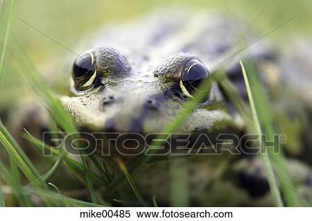 Stock Photography - Frog, frog face, tree frog, green, animal, eye, amphibian. Fotosearch