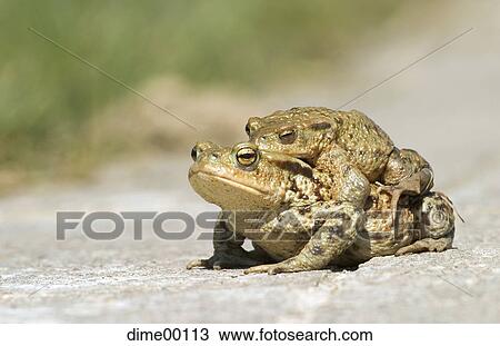 Stock Image - Frog, full view, shoot from front, toad, lovers. Fotosearch