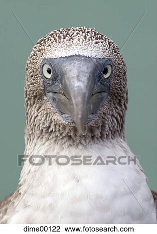 front, portrait, South America, bird, foot, blue, feather View Large Photo Image Stock Image - front, portrait, South America, bird, foot, blue, feather. Fotosearch