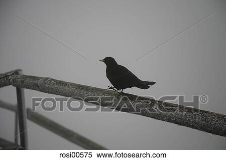 frost, winter, ice, snow, cold, coldness, ice cold View Large Photo Image Stock Photography - frost, winter, ice, snow, cold, coldness, ice cold. Fotosearch