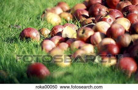 garden, orchard, apple, apples, healthy, health, vitamins View Large Photo Image Stock Image - garden, orchard, apple, apples, healthy, health, vitamins. Fotosearch