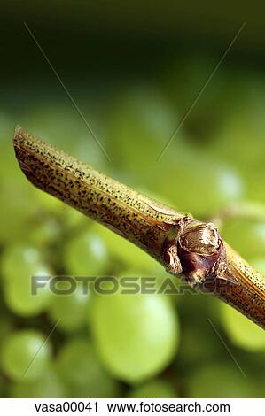 Stock Image - grape, grapes, green, wine, fruit, edible, berry. Fotosearch