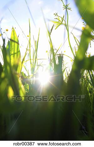grass, blissfulness, tipsy, lea, blessed, blessedly, blissful View Large Photo Image Stock Photo - grass, blissfulness, tipsy, lea, blessed, blessedly, blissful. Fotosearch