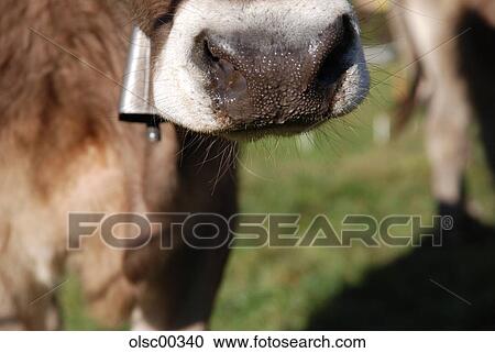 grass, cow, animal, one, agriculture, cattle, breed View Large Photo Image Stock Image - grass, cow, animal, one, agriculture, cattle, breed. Fotosearch