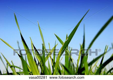 grass, green, nature, field, low, angle, view View Large Photo Image Stock Image - grass, green, nature, field, low, angle, view. Fotosearch