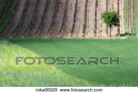 grass, nature, wine region, landscape, scenery, vineyard, tree View Large Photo Image Stock Photo - grass, nature, wine region, landscape, scenery, vineyard, tree. Fotosearch