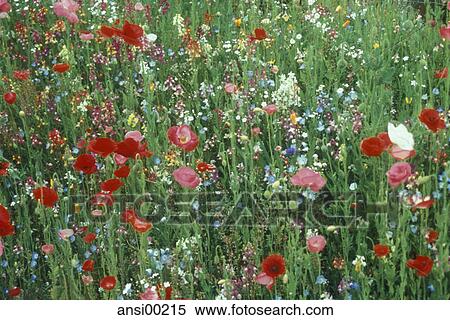 grass, plant, plants, flowers, rank growth, sprawl, bloom View Large Photo Image Stock Photography - grass, plant, plants, flowers, rank growth, sprawl, bloom. Fotosearch