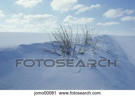 grass, winter, snowdrift, hassock, snow, winter landscape, ice cold View Large Photo Image Stock Image - grass, winter, snowdrift, hassock, snow, winter landscape, ice cold. Fotosearch