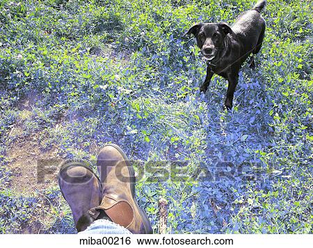 Stock Photograph - green, dog, hound, canine, domestic dogs, pets, animals. Fotosearch