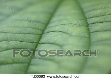green, leaf, plant, sharp, blurred, grain, structure View Large Photo Image Stock Image - green, leaf, plant, sharp, blurred, grain, structure. Fotosearch