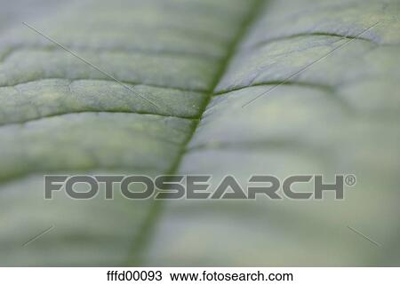 green, leaf, plant, sharp, blurred, grain, structure View Large Photo Image Stock Image - green, leaf, plant, sharp, blurred, grain, structure. Fotosearch