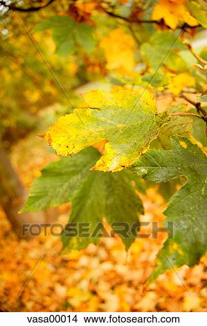 Picture - green, season, leaves, leaf, seasonal, yellow, autumn. Fotosearch