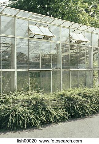 greenhouse, nature, plant, plants, glass, window View Large Photo Image Stock Image - greenhouse, nature, plant, plants, glass, window. Fotosearch