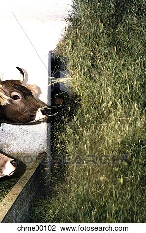 Stock Image - hay, hungry, fodder, cow, eat, food, nutrition. Fotosearch