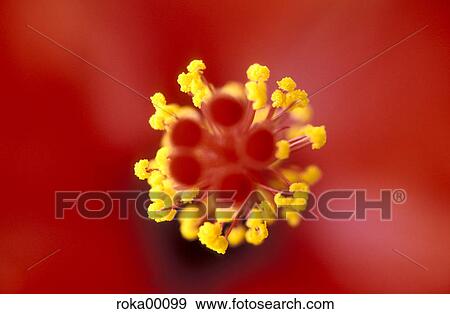hibiscus, flora, farina, plant, flower, nature View Large Photo Image Stock Photo - hibiscus, flora, farina, plant, flower, nature. Fotosearch