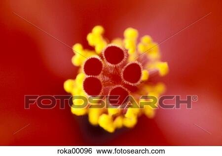 hibiscus, flora, farina, plant, flower, nature View Large Photo Image Stock Photograph - hibiscus, flora, farina, plant, flower, nature. Fotosearch