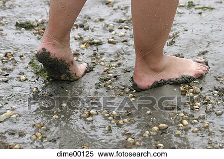 Stock Photography - hiking, hike, ebb, tides, tide, mud, shell. Fotosearch