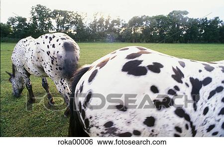 horse breeding, mildew, spotted, paddock, horses, animal husbandry, animal View Large Photo Image Stock Photograph - horse breeding, mildew, spotted, paddock, horses, animal husbandry, animal. Fotosearch