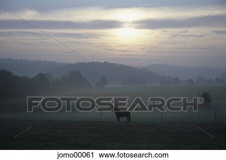 Stock Image - horse, idyll, early morning fog, paddock, willow, wideness, dreamy. Fotosearch