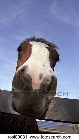 horse, nostrils, nose, animal, animals, brown, pet View Large Photo Image Stock Image - horse, nostrils, nose, animal, animals, brown, pet. Fotosearch