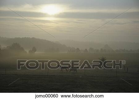 Stock Image - horses, early morning fog, greenhorn, gallop, paddock, dreamy, enchanted. Fotosearch