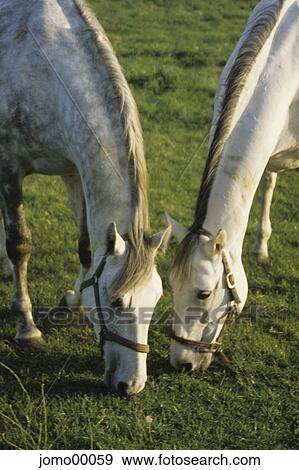 Stock Photo - horses, peaceful, neck and neck, mildew, graze, synchron, holster. Fotosearch