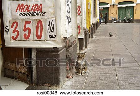 hungry, Chile, South America, cat, flesh, meat, market View Large Photo Image Stock Photo - hungry, Chile, South America, cat, flesh, meat, market. Fotosearch