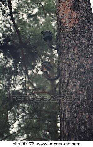 Stock Photograph - insulators, tree, wedge, fresh, nature, forest, unreal. Fotosearch