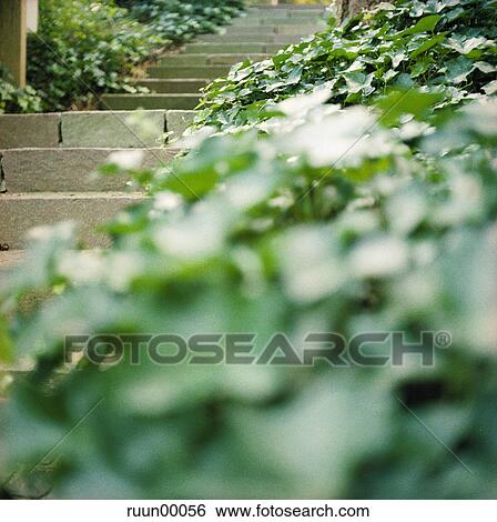 Stock Photograph - ivy, plant, stairs, stair, green, sharp, blurred. Fotosearch