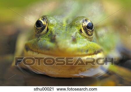 Stock Image - lake, detail, portrait, portraits, details, outdoor shot, amphibian. Fotosearch
