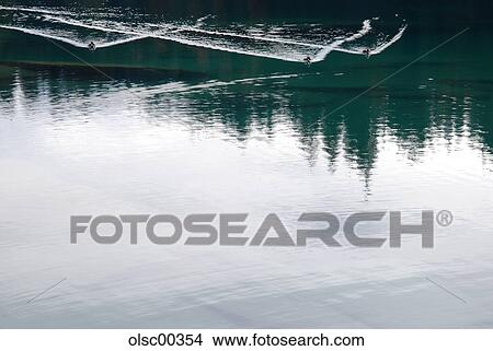Picture - lake, duck, ducks, animal, animals, several, many. Fotosearch