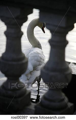 lake, swan, water, waters, aquatic View Large Photo Image Stock Photo - lake, swan, water, waters, aquatic. Fotosearch