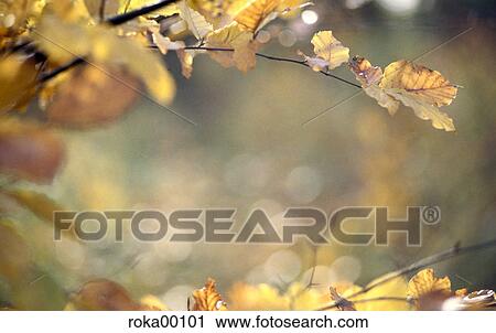 Stock Image - leaves, blades, branch, death, silence, calmness, nature. Fotosearch