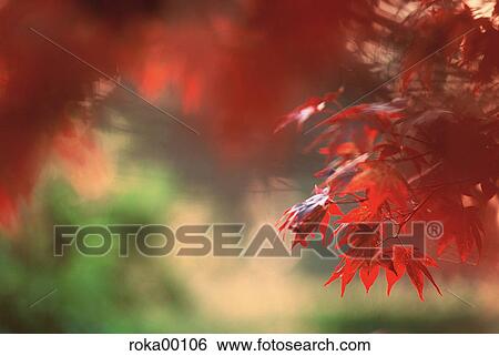 leaves, blades, redly, red, ruddy, commie View Large Photo Image Stock Photograph - leaves, blades, redly, red, ruddy, commie. Fotosearch