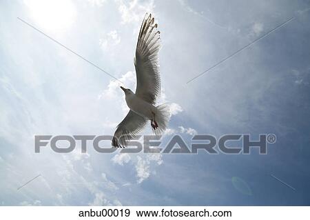 lens flare, sky, engine-inoperative flight, spread, thermal, from bottom, blue View Large Photo Image Stock Photo - lens flare, sky, engine-inoperative flight, spread, thermal, from bottom, blue. Fotosearch