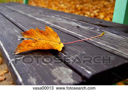 maple, season, leaves, leaf, seasonal, red, autumn View Large Photo Image Stock Image - maple, season, leaves, leaf, seasonal, red, autumn. Fotosearch