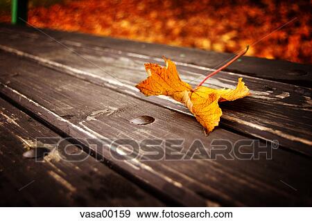 maple, season, leaves, leaf, seasonal, red, autumn View Large Photo Image Stock Photo - maple, season, leaves, leaf, seasonal, red, autumn. Fotosearch